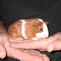 Thumbnail photo of Tanner #3