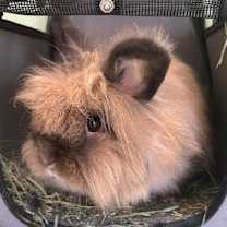 Thumbnail photo of Hazel #3