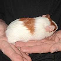 Thumbnail photo of Turner #1