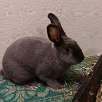 Thumbnail photo of Greyson #4