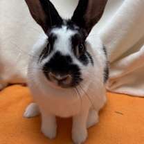 Thumbnail photo of Cookies and Cream #1