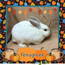 Thumbnail photo of Fenugreek #2
