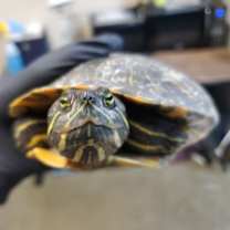 Thumbnail photo of Sassy #1