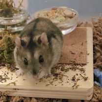 Thumbnail photo of Cheffie #1