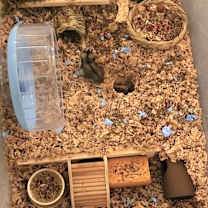 Thumbnail photo of Cheffie #2