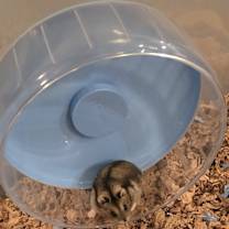 Thumbnail photo of Cheffie #3