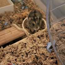 Thumbnail photo of Cheffie #4