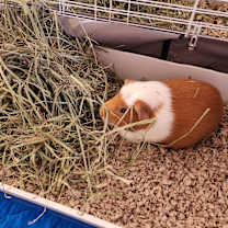 Thumbnail photo of Caspian #3