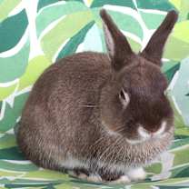 Thumbnail photo of Woodstock #3