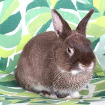 Thumbnail photo of Woodstock #1