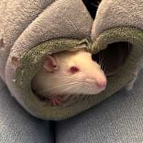 Thumbnail photo of Kenmore #1