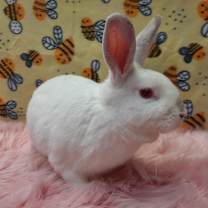 Thumbnail photo of Scarlett #1