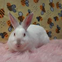 Thumbnail photo of Scarlett #2