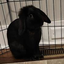 Thumbnail photo of Taz #2