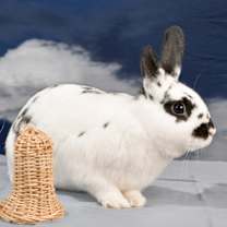 Thumbnail photo of Ragnar #2