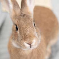 Thumbnail photo of Willow #1