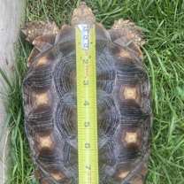 Thumbnail photo of Sully #3