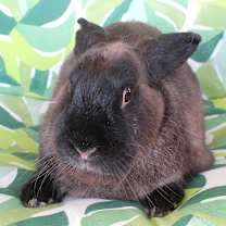 Thumbnail photo of Jupiter #1