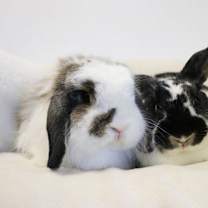 Thumbnail photo of Pepper #4