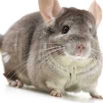 Thumbnail photo of Morticia #1