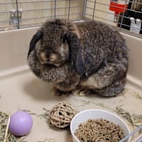 Thumbnail photo of Madam #2