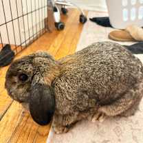 Thumbnail photo of Madam #4