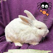 Thumbnail photo of Fenugreek #3