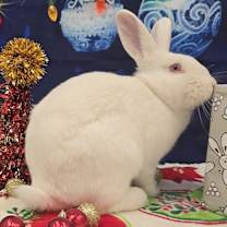 Thumbnail photo of Carabelli #2