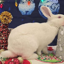 Thumbnail photo of Carabelli #4