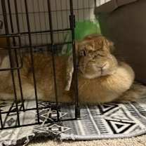 Thumbnail photo of Flopsy #3