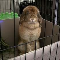 Thumbnail photo of Flopsy #4