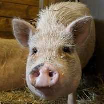 Thumbnail photo of Celeste #2