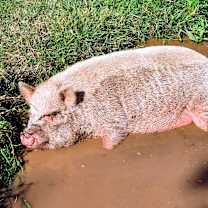 Thumbnail photo of Celeste #3