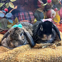 Thumbnail photo of Luna #1