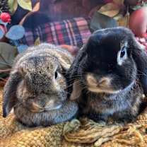 Thumbnail photo of Luna #2