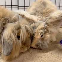 Thumbnail photo of Miss Demeanor / Darina #2