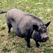 Thumbnail photo of Dorothy #4