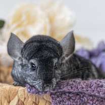 Thumbnail photo of Carson #2