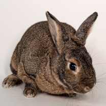 Thumbnail photo of Sienna #3