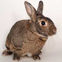 Thumbnail photo of Sienna #4