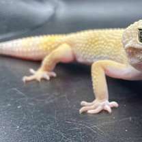 Thumbnail photo of Mango #1