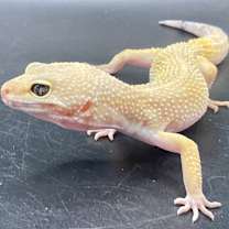 Thumbnail photo of Mango #2