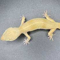 Thumbnail photo of Mango #4