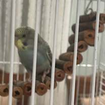 Thumbnail photo of Quiche and Luka #3