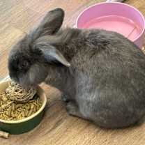 Thumbnail photo of Dorian #1