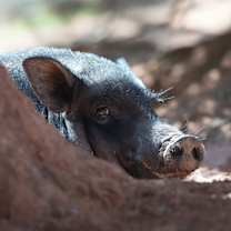 Thumbnail photo of Ivy #1