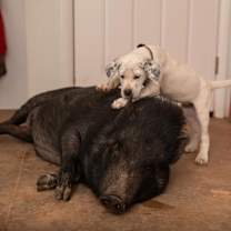 Thumbnail photo of Ivy #4