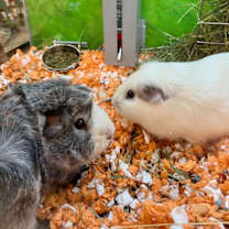 Thumbnail photo of Milo and Shilo #3