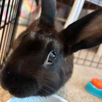 Thumbnail photo of Will #1