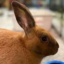 Thumbnail photo of Red #1